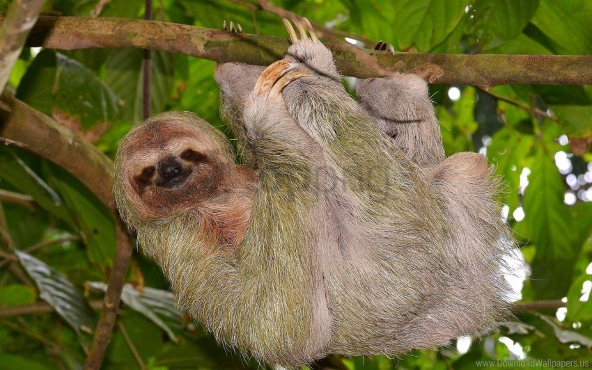 branch hang sloth tree wallpaper High-resolution transparent PNG images assortment