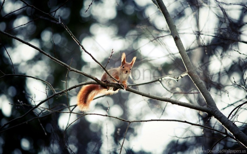 branch hide sitting small animal squirrel wallpaper Clear background PNGs