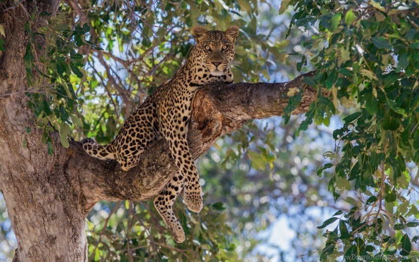branch leopard lie predator tree wallpaper Transparent PNG Isolated Subject Matter