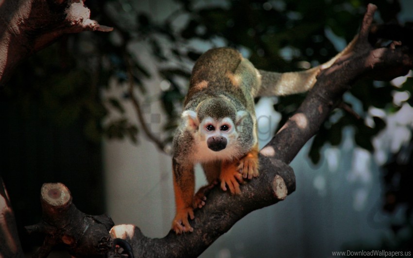 branch monkey sit small wallpaper Free PNG images with transparent layers compilation