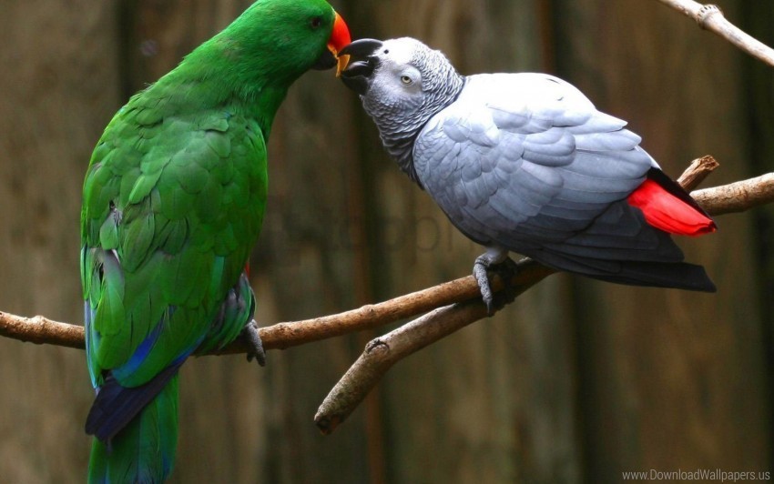 branch pair parrot wallpaper PNG images for banners