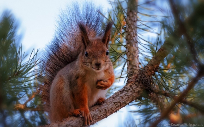 branch pine squirrel wallpaper PNG isolated