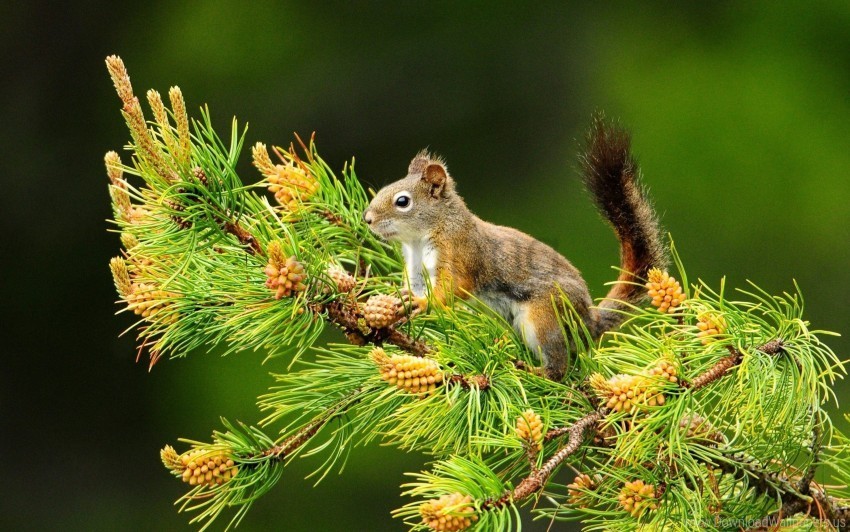branch sitting squirrel tail wallpaper PNG with no background required