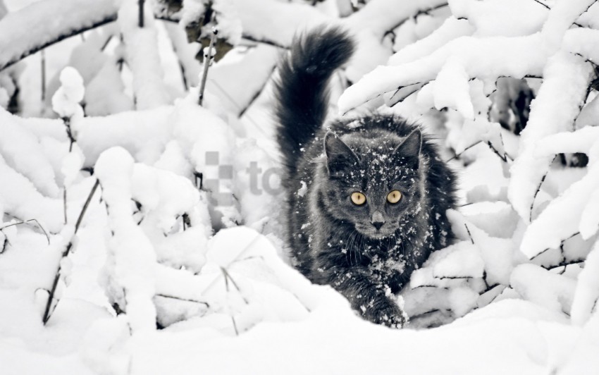 branches cat fluffy hunting snow wallpaper Transparent PNG images extensive gallery