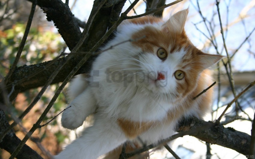 branches cat furry sit spotted wood wallpaper HighResolution Transparent PNG Isolation