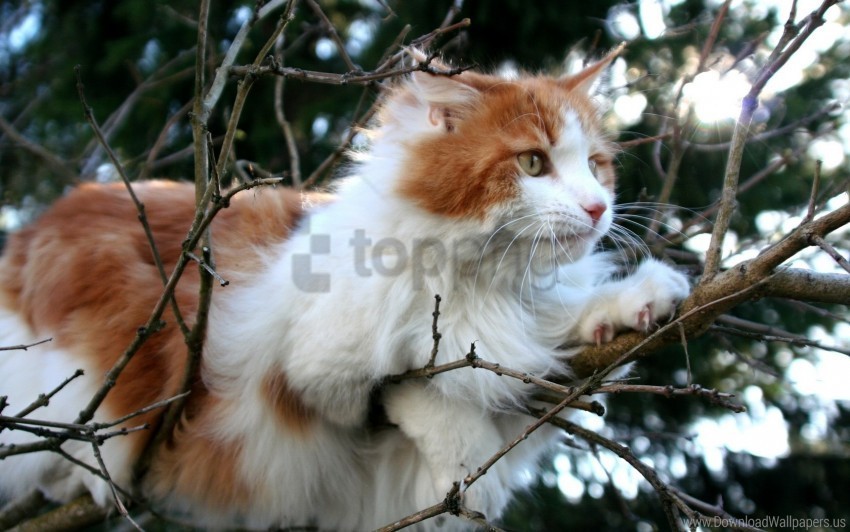 branches cat lying tree wallpaper Clear background PNG images bulk