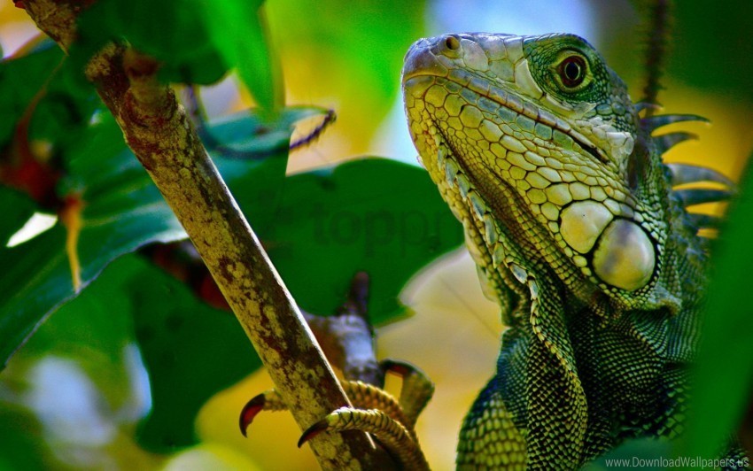 branches climbing iguana leaves reptile wallpaper PNG download free