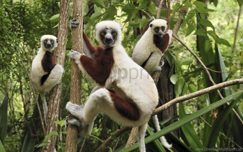 branches climbing lemurs three wallpaper ClearCut Background PNG Isolated Item