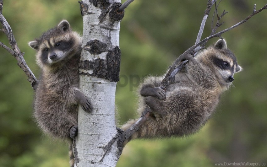 branches couple raccoons sit tree wallpaper Free PNG images with alpha transparency comprehensive compilation