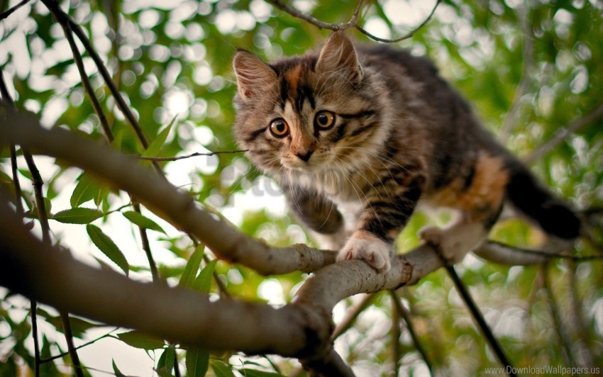 branches curiosity kitten spotted wood wallpaper PNG graphics