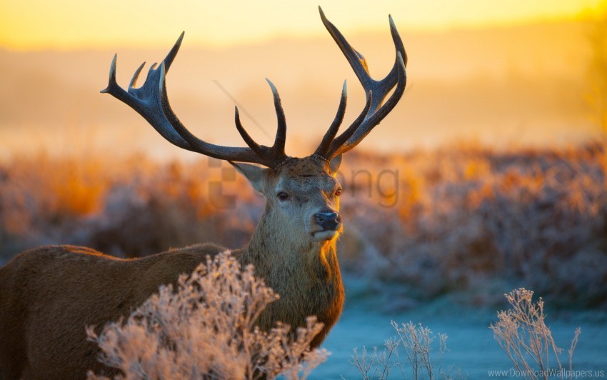 branches deer horns snout sunlight wallpaper PNG with transparent bg