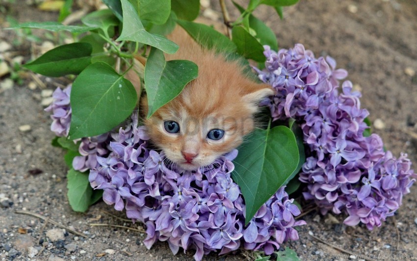 branches flowers kitten lilac wallpaper Clear pics PNG