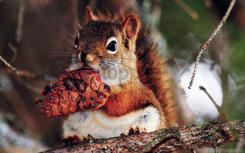 Branches Food Nut Squirrel Wallpaper Isolated Design On Clear Transparent PNG