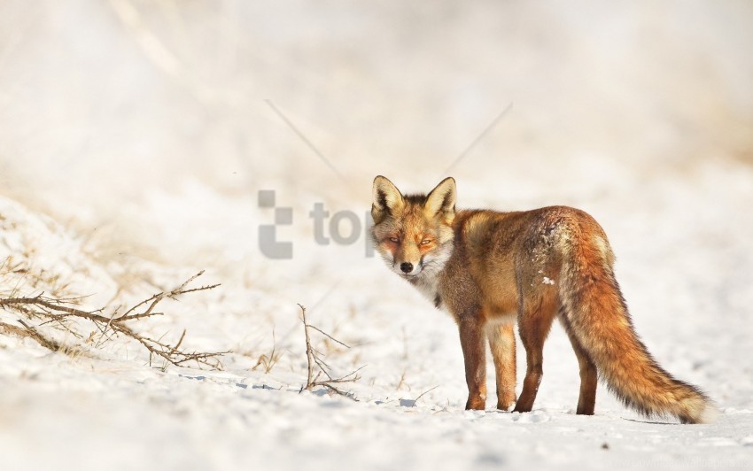 branches fox look snow walk winter wallpaper Isolated PNG Object with Clear Background