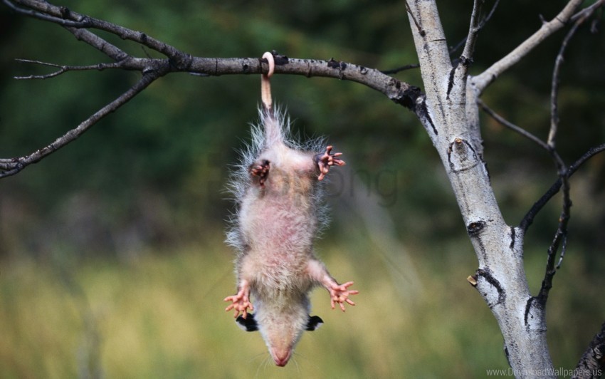 branches hanging opossum trees wallpaper HighQuality Transparent PNG Element