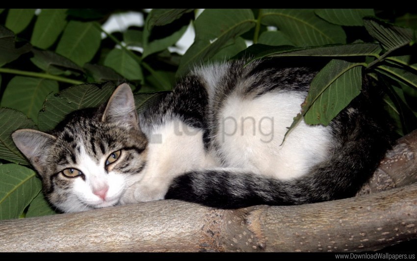 branches kitten leaves tree wallpaper ClearCut Background PNG Isolation