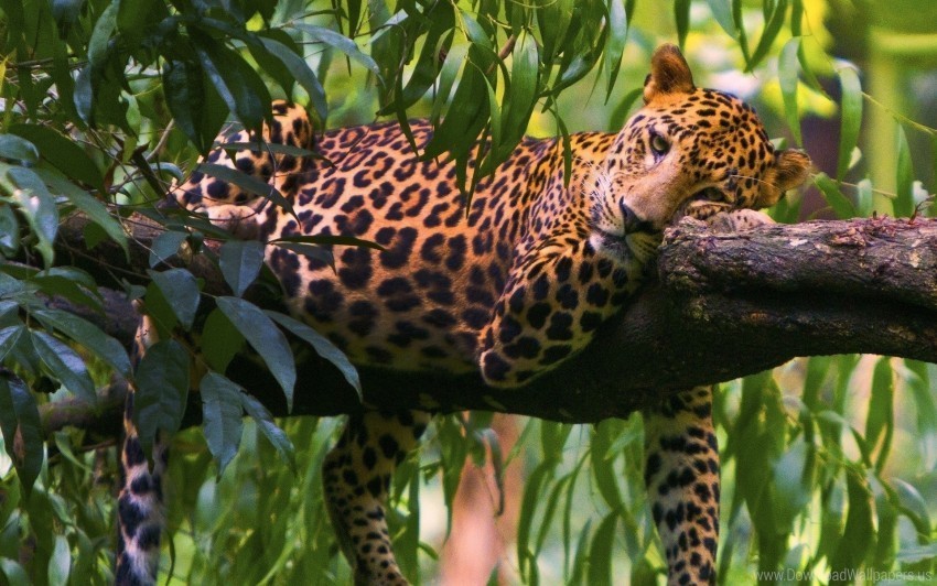 branches leopard lie down predator trees wallpaper PNG images with alpha transparency free