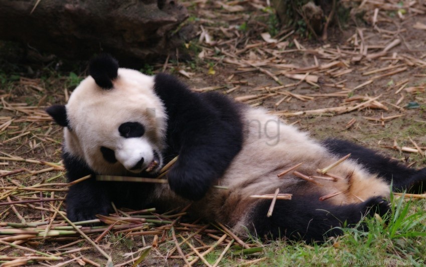 branches panda rest sleep wallpaper PNG images with no fees