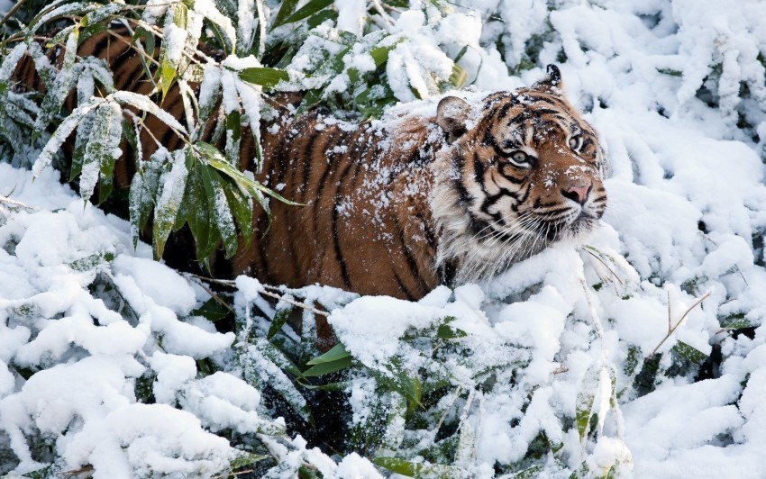branches snow tiger winter wallpaper Transparent PNG images with high resolution