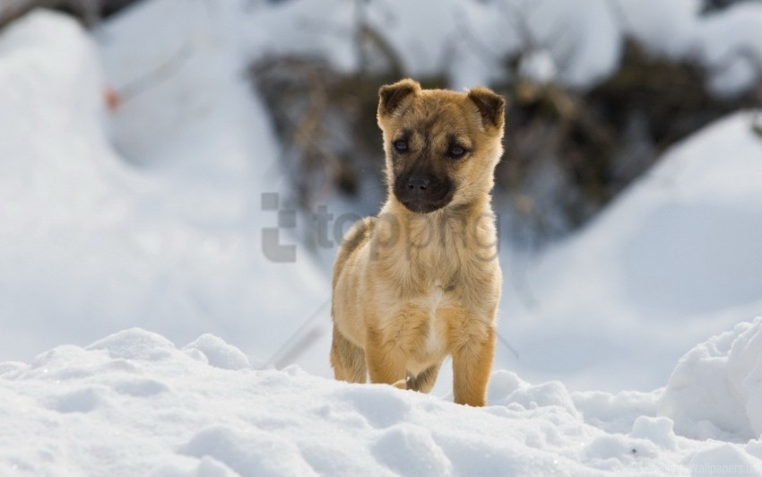 bred curiosity puppy snow wait walk wallpaper PNG for mobile apps