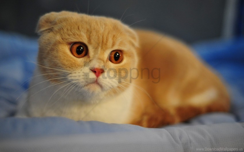 breed cat ears eyes face face macro nose scottish fold wallpaper PNG with transparent background free