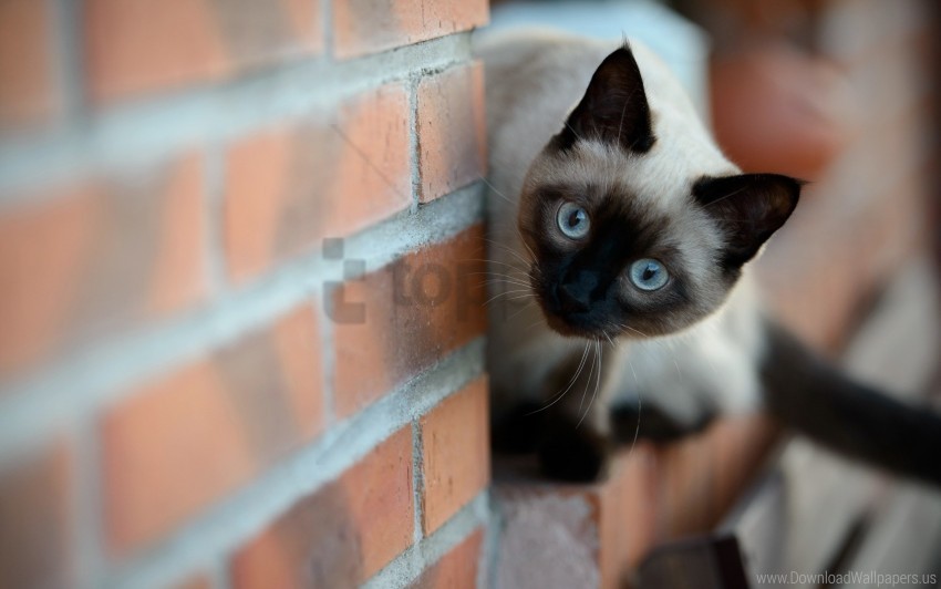brick cat siamese wall wallpaper PNG images transparent pack
