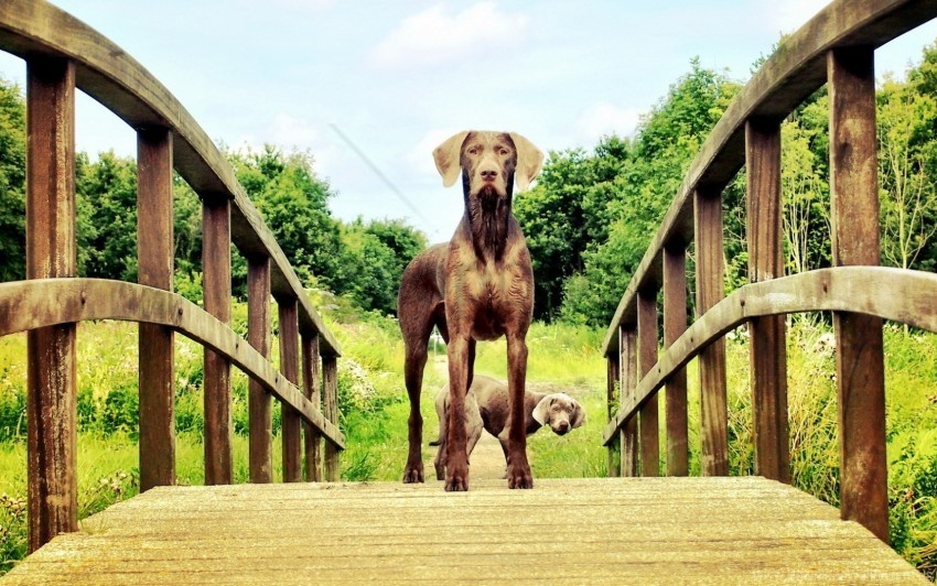 Bridge Dog Look Wallpaper Isolated Design On Clear Transparent PNG