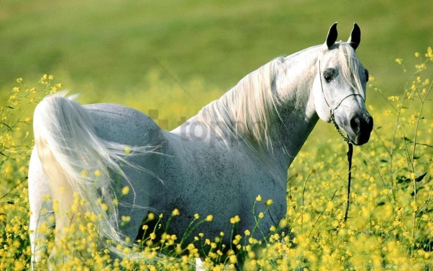 bridle flowers grass horse walk wallpaper PNG with no registration needed