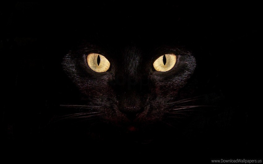 bright cat dark eyes surprisingly wallpaper Transparent PNG vectors