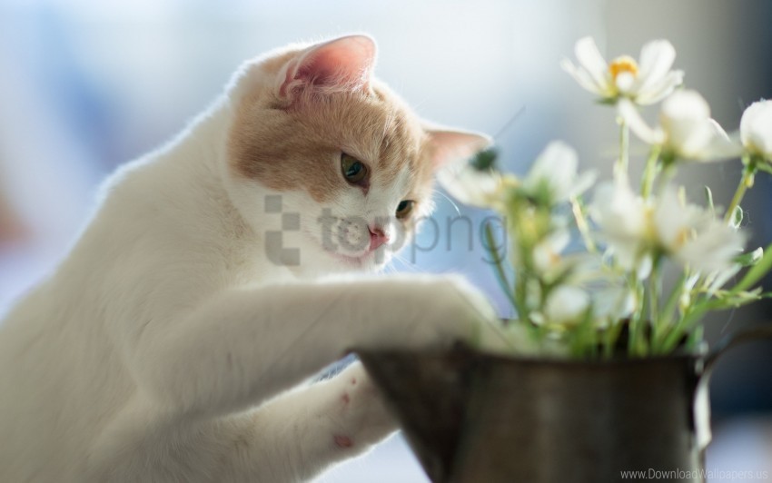 bright cat flowers playful wallpaper High Resolution PNG Isolated Illustration