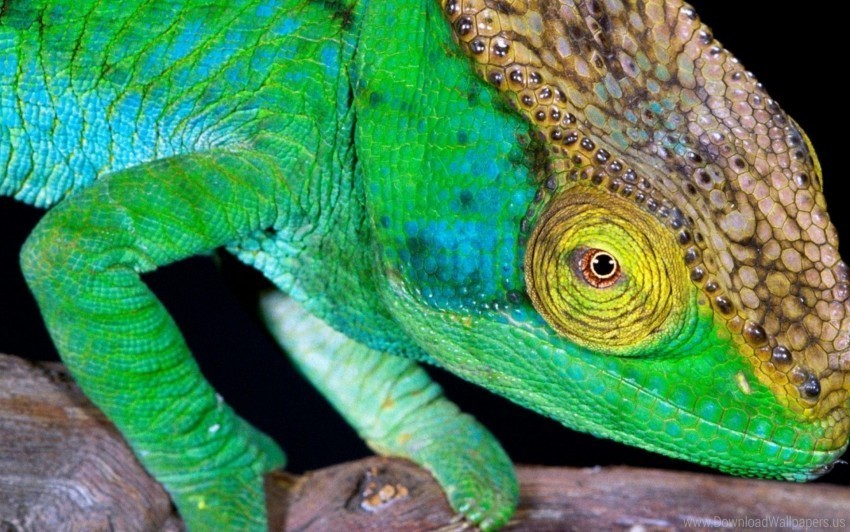 bright chameleon color head wallpaper Transparent PNG illustrations