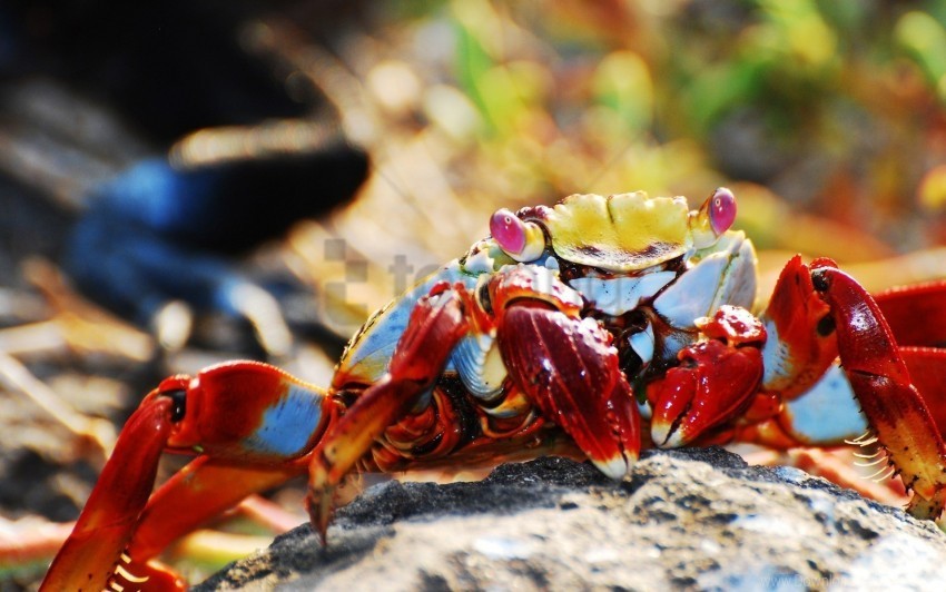 bright claws crab wallpaper Transparent Background PNG Object Isolation
