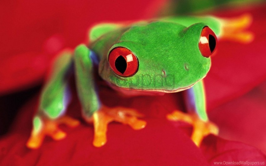 bright color eyes frog wallpaper PNG images without licensing