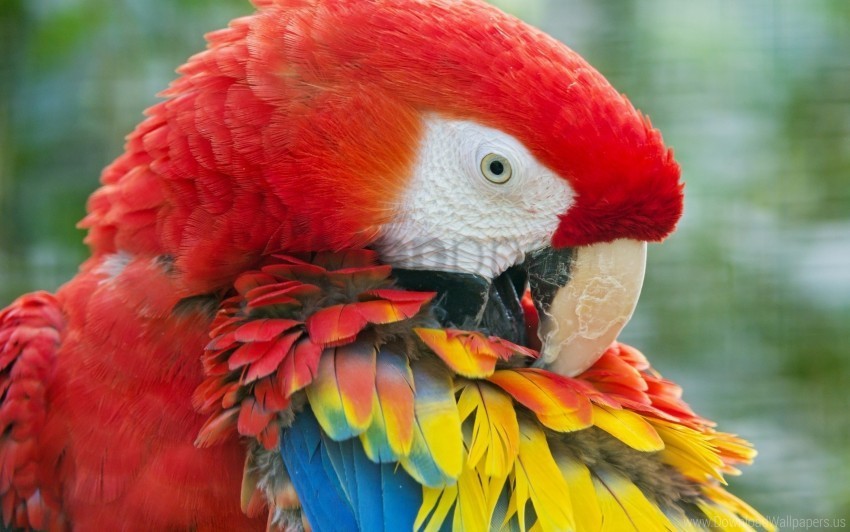 bright color feathers parrot wallpaper Clear PNG pictures bundle