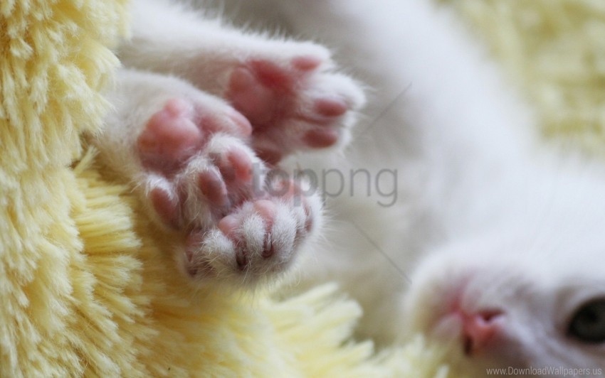 bright cute kitten paws wallpaper HighResolution PNG Isolated on Transparent Background