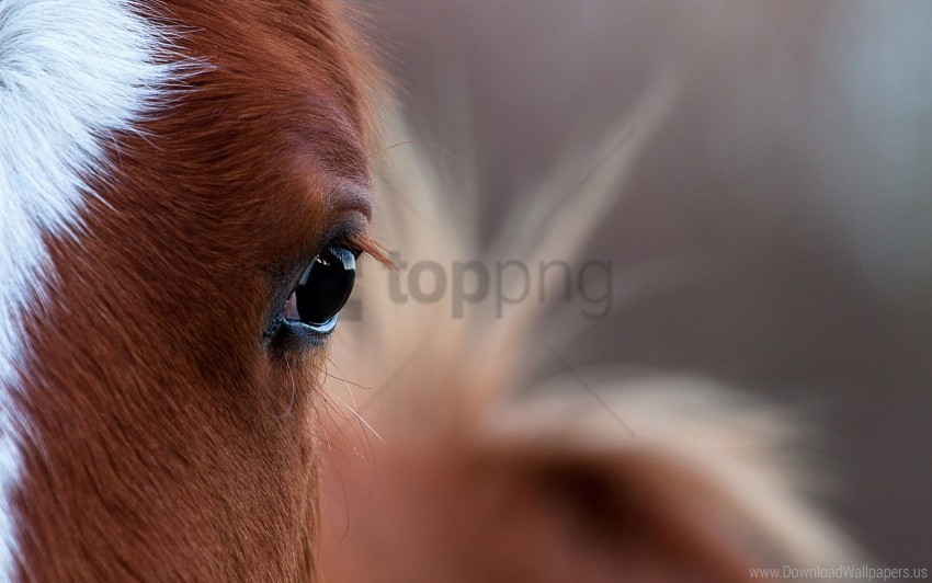 bright eye horse wallpaper PNG with Clear Isolation on Transparent Background