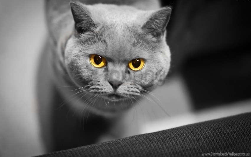 british cat eyes face wallpaper High Resolution PNG Isolated Illustration