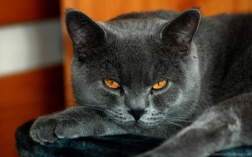 british cat gray color yellow eyes wallpaper PNG without watermark free