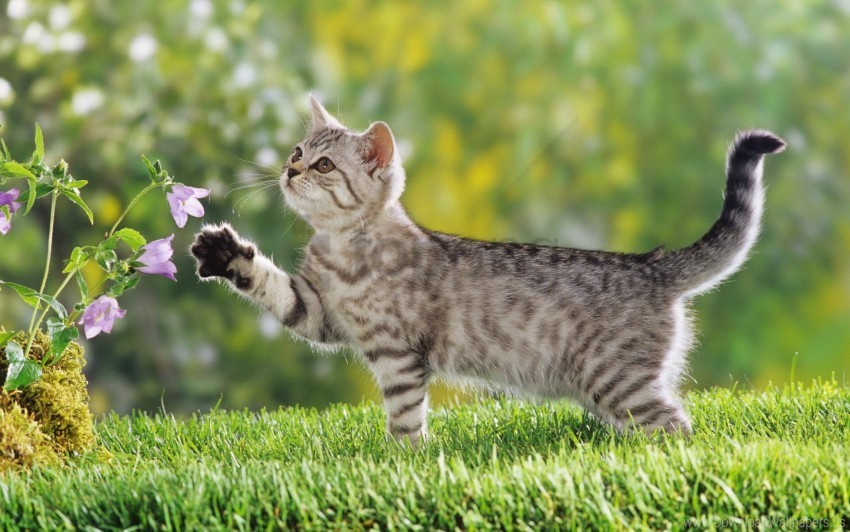 British Kitten Shorthair Wallpaper Free PNG Images With Transparent Layers