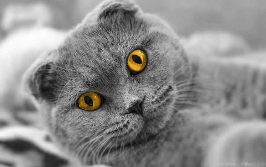 briton cat face thick wallpaper Transparent PNG images bundle
