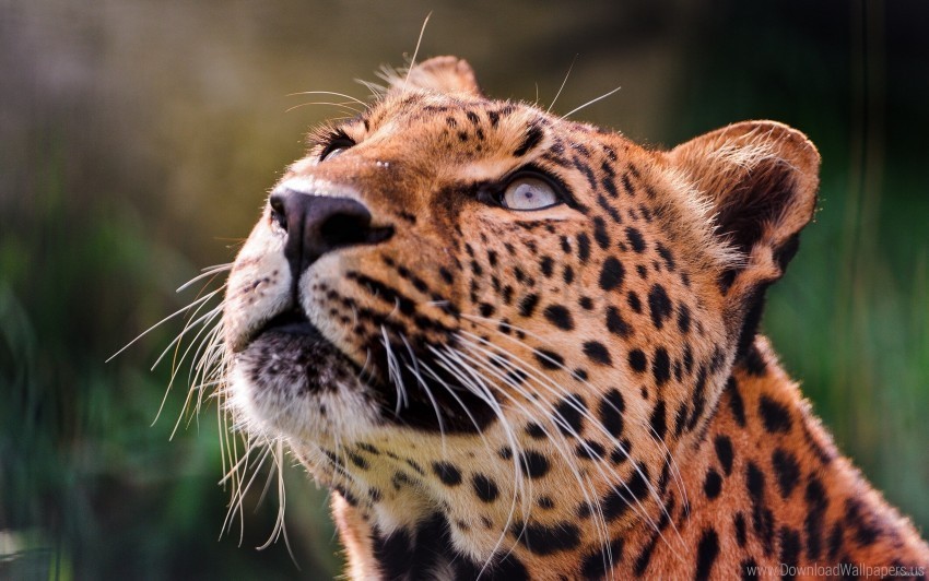 brooding eyes leopard muzzle wallpaper PNG transparent vectors
