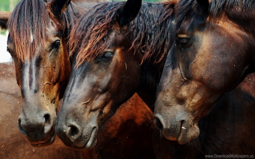 Brown Color Head Horse Mane Three Wallpaper PNG For Presentations