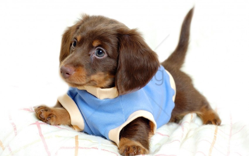 brown costume dog play puppy wallpaper PNG no watermark