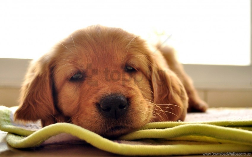 brown dog muzzle rest sleep wallpaper Isolated Subject in HighResolution PNG