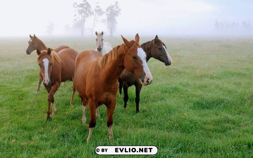 brown horses wallpaper Transparent Background PNG Isolated Item