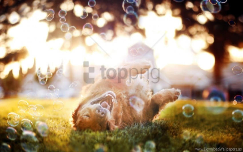 bubbles dog playful sunshine wallpaper Clean Background Isolated PNG Object