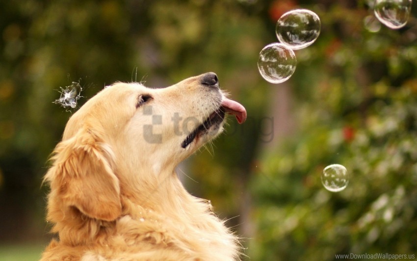 bubbles dog summer wallpaper PNG files with alpha channel assortment