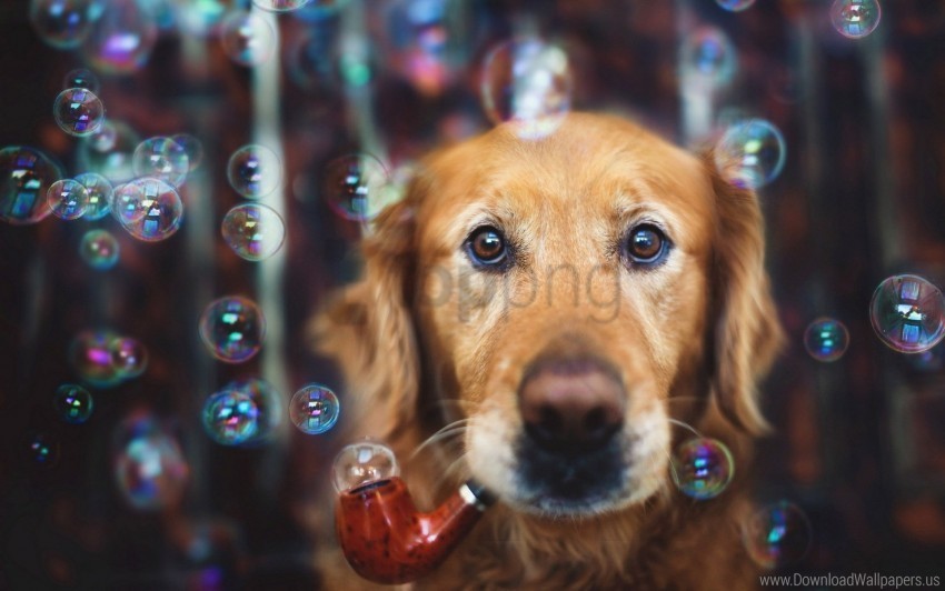 bubbles dogs funny tube wallpaper Isolated Icon on Transparent PNG