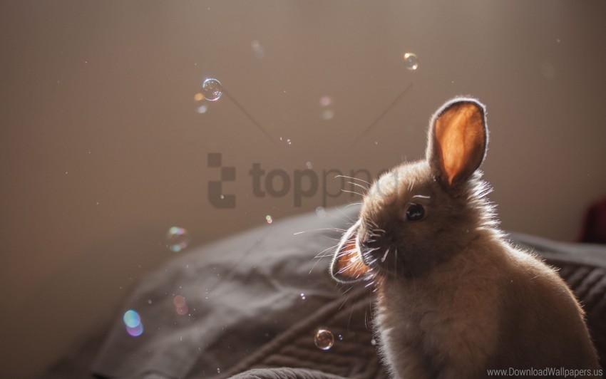 bubbles ears rabbit wallpaper Alpha channel PNGs