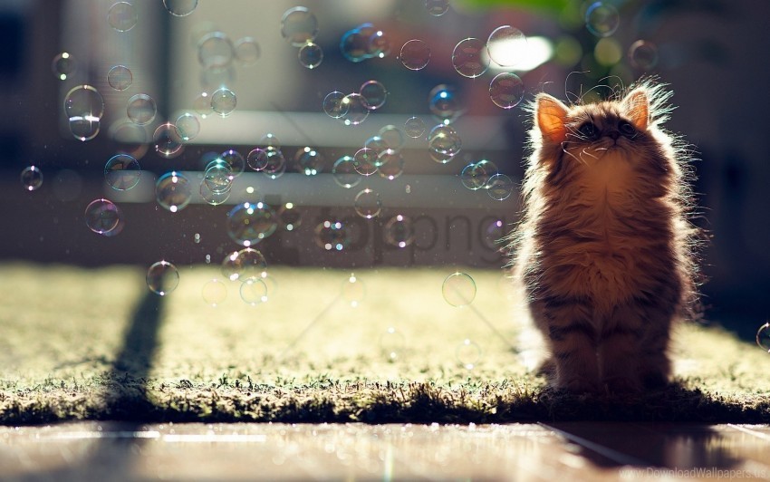 bubbles fluffy glare kitten light wallpaper Isolated Subject on HighQuality Transparent PNG